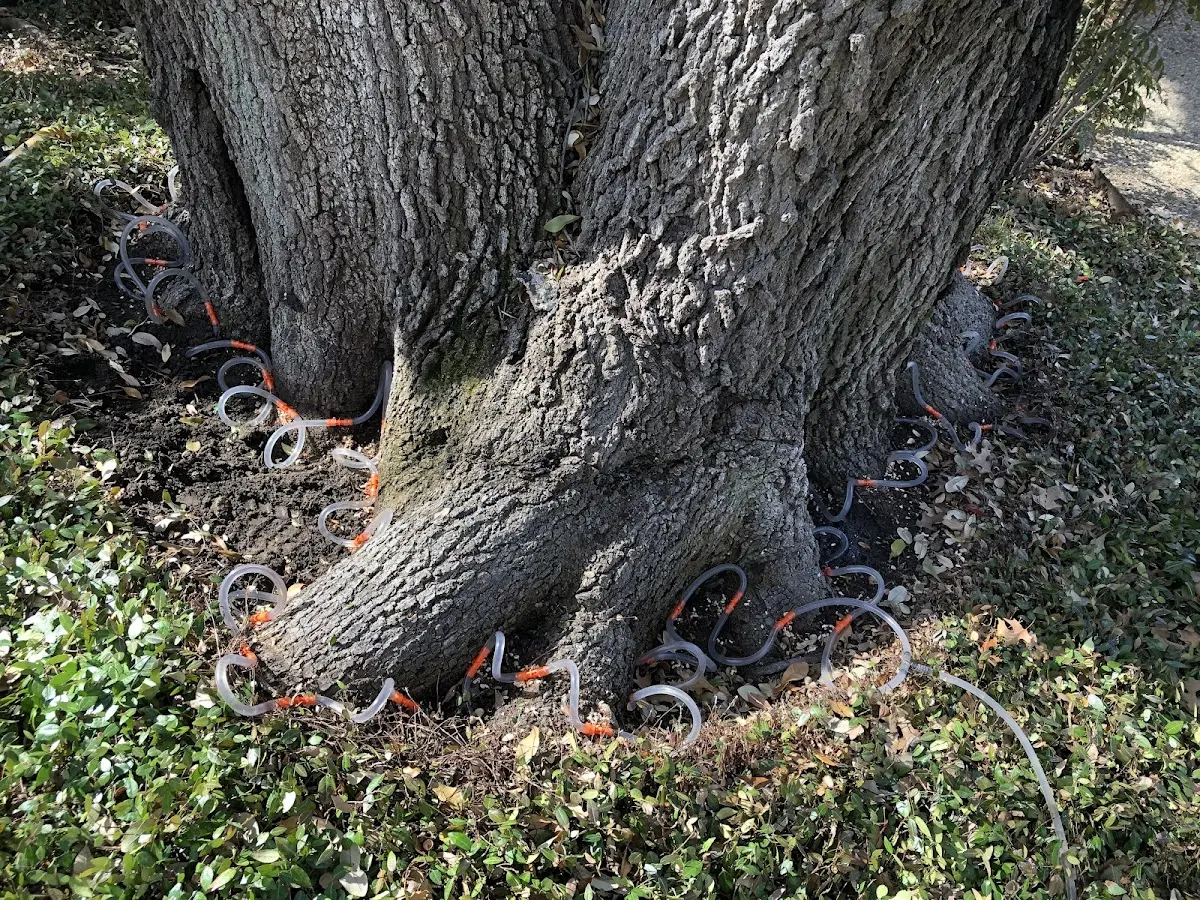Detailed Tree Cabling and Bracing job site in Dillsboro