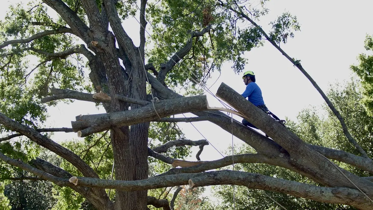 Professional Crown Thinning performed by certified arborists in Dillsboro